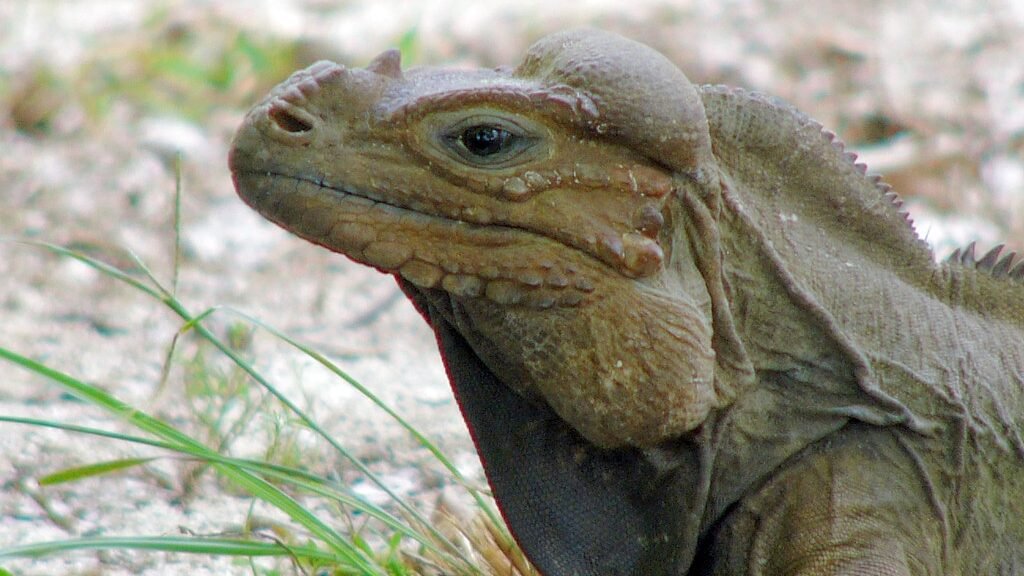 Iguana de Mona close up