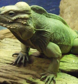 Iguana rinoceronte en un tronco