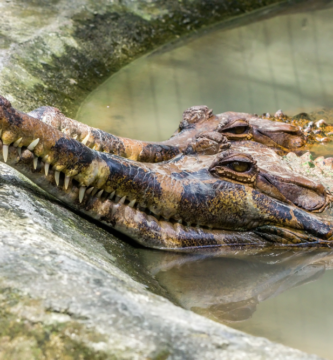 gavial de sunda