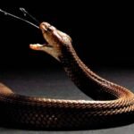 cobra escupidora comun