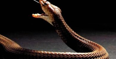 cobra escupidora comun