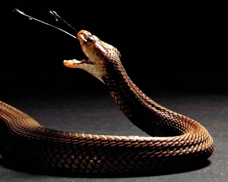 cobra escupidora comun