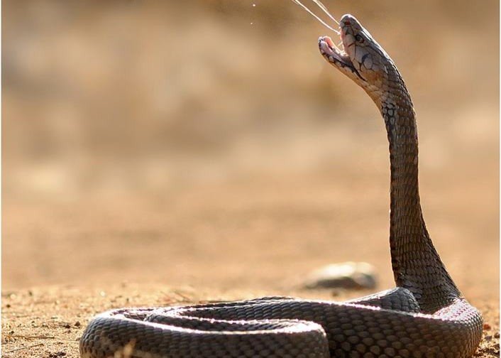 Cobra Escupidora de Cuello Negro escupiendo veneno como mecanismo de defensa