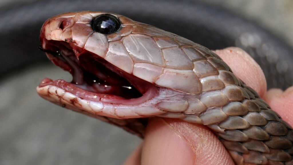 Primer plano de los colmillos de una Cobra Escupidora (Naja nigricollis)