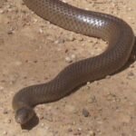 serpiente marron oriental australia