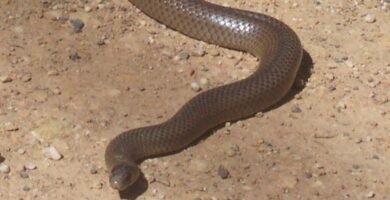 serpiente marron oriental australia
