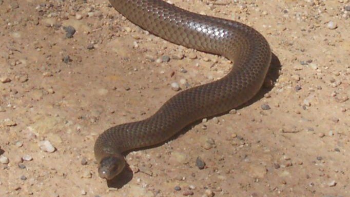 serpiente marron oriental australia