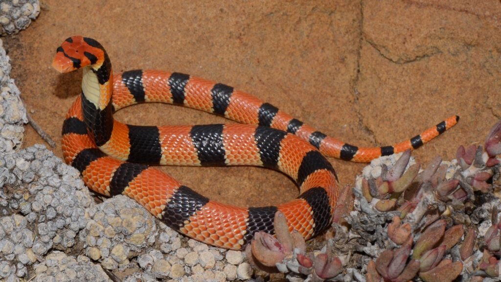 Serpiente de Coral del Cabo en su hábitat natural de la sabana árida de Namibia