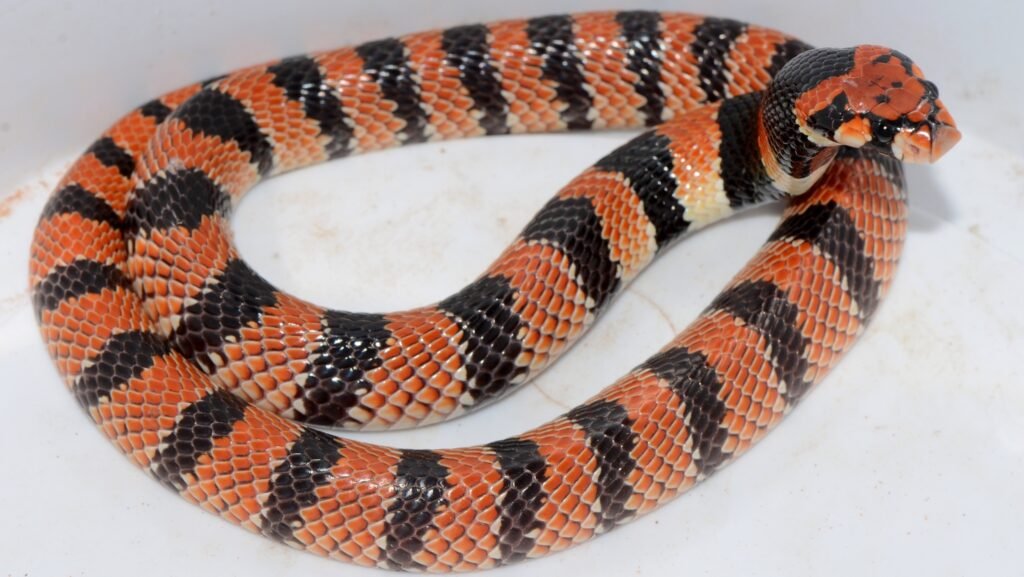 Primer plano de la Serpiente de Coral del Cabo (Aspidelaps lubricus) mostrando su patrón de color y hocico de escudo