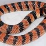 Primer plano de la Serpiente de Coral del Cabo (Aspidelaps lubricus) mostrando su patrón de color y hocico de escudo