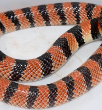Primer plano de la Serpiente de Coral del Cabo (Aspidelaps lubricus) mostrando su patrón de color y hocico de escudo
