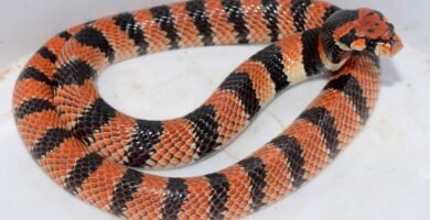 Primer plano de la Serpiente de Coral del Cabo (Aspidelaps lubricus) mostrando su patrón de color y hocico de escudo