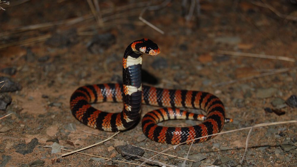 Comportamiento defensivo de la Aspidelaps lubricus mostrando su capucha de cobra