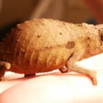 Comparación de tamaño de un Camaleón Pigmeo Barbudo adulto en un dedo