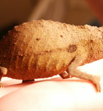 Comparación de tamaño de un Camaleón Pigmeo Barbudo adulto en un dedo