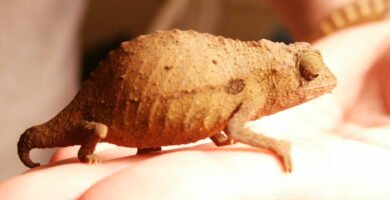 Comparación de tamaño de un Camaleón Pigmeo Barbudo adulto en un dedo