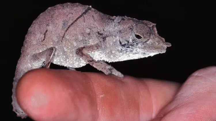 Camaleón de Montaña de Marshall