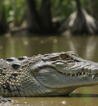 Cocodrilo de Morelet (Crocodylus moreletii) adulto en su hábitat de humedal.