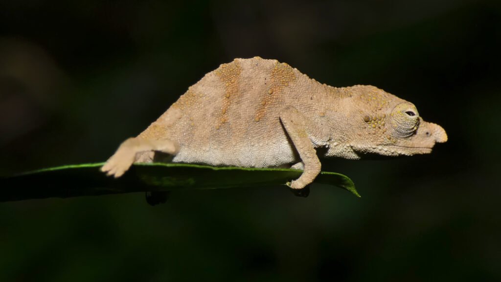 Camaleón de Montaña de Marshall