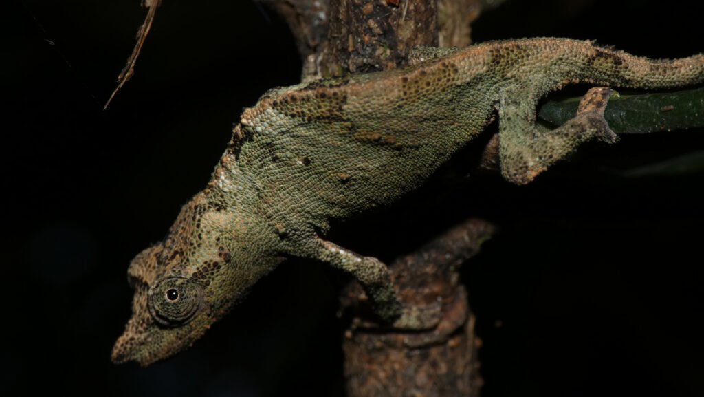 Camaleón Pigmeo de Marshall