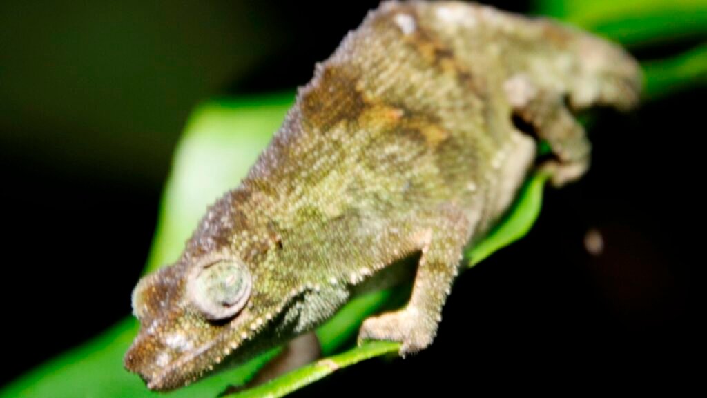 Camaleón de Montaña de Marshall en una hoja