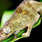 Camaleón de Montaña de Marshall en una hoja