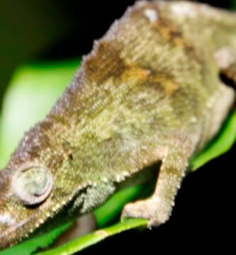 Camaleón de Montaña de Marshall en una hoja