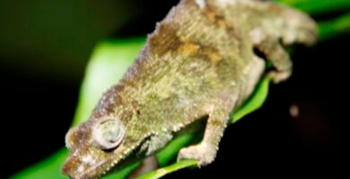 Camaleón de Montaña de Marshall en una hoja